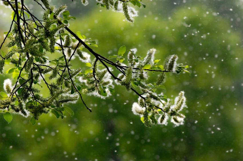 Pollen coming from tree blossom