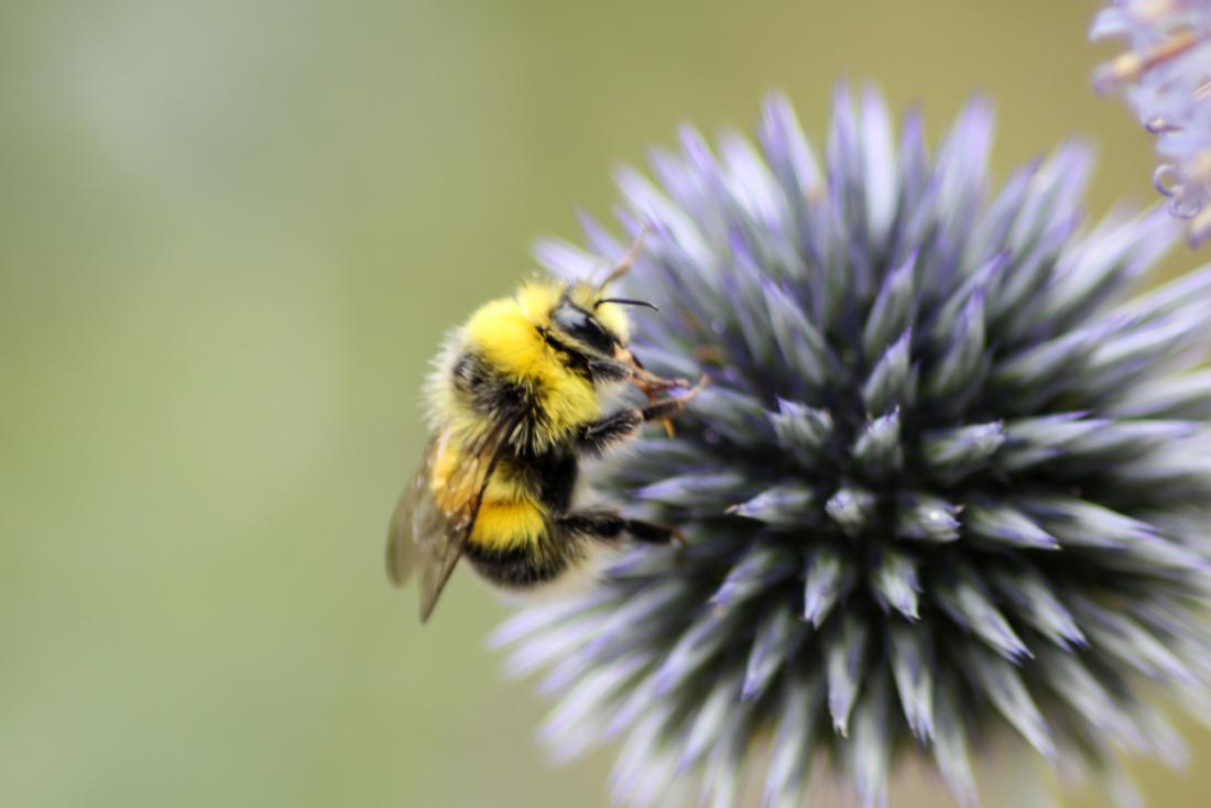 scents can attract or repel