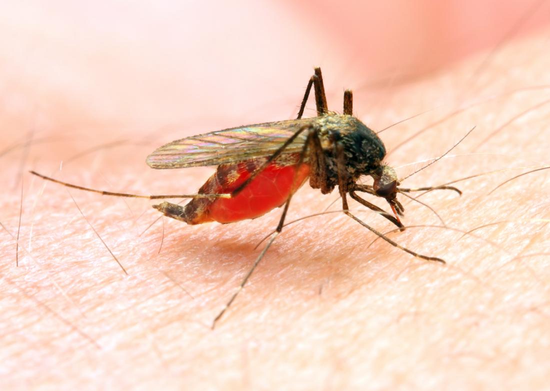 Malaria: Symptoms, treatment, and prevention