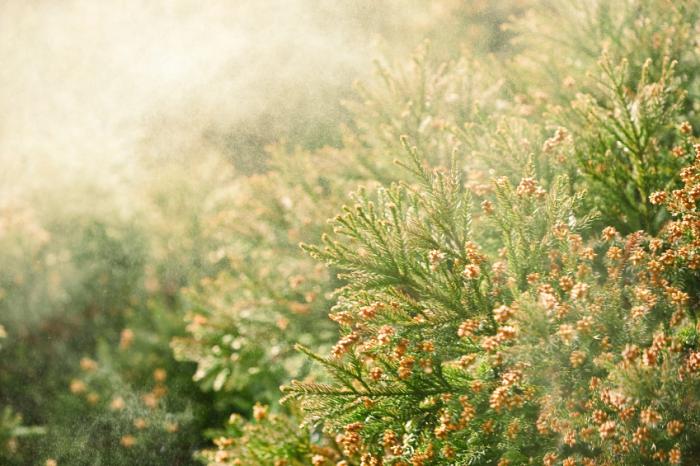Pollen causing seasonal allergies