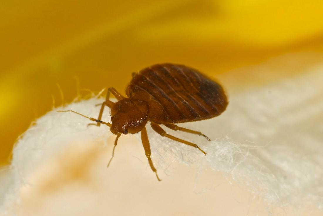 bed bugs in hair pictures