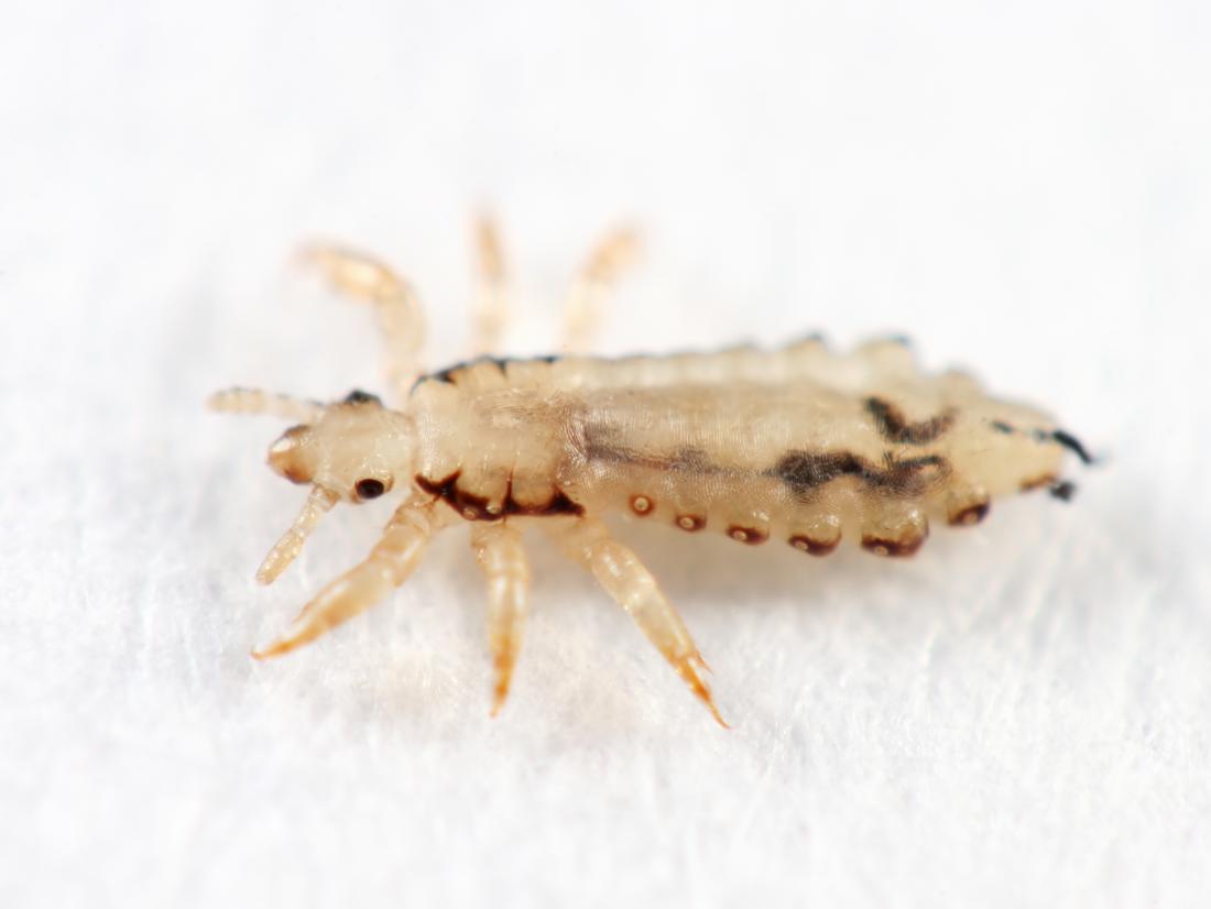 Head lice: Causes, symptoms, and treatments