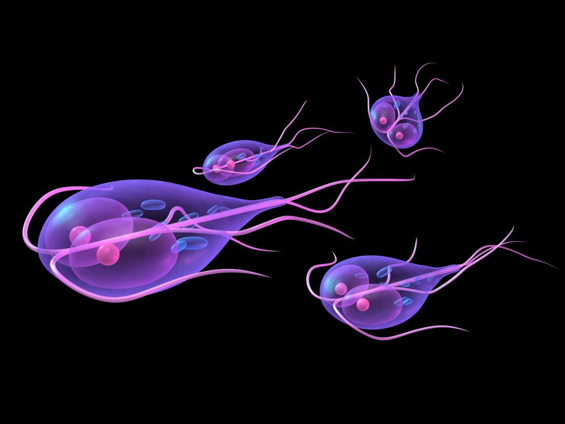 Recovering from giardia diet Giardia diet recovery