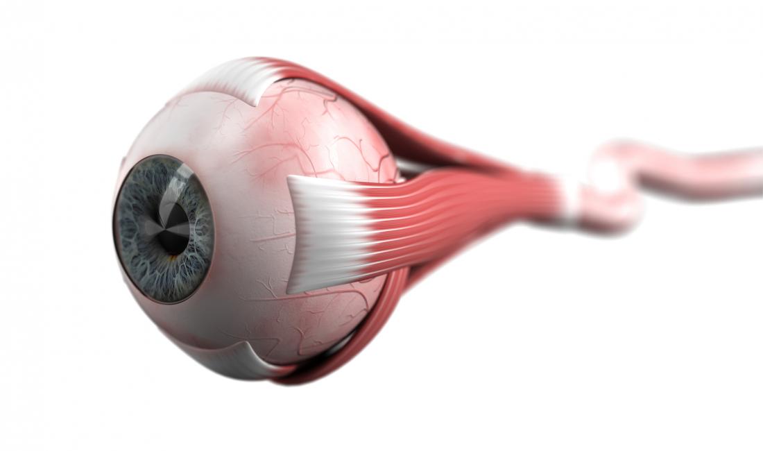 Optic nerve