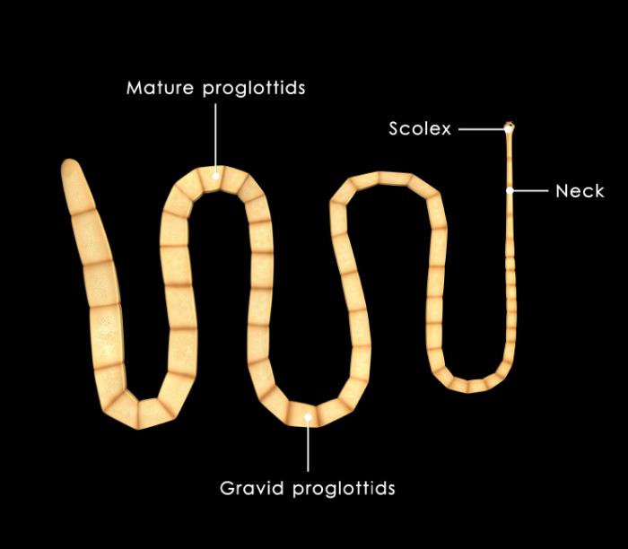 Tapeworms: Causes, symptoms, and treatments
