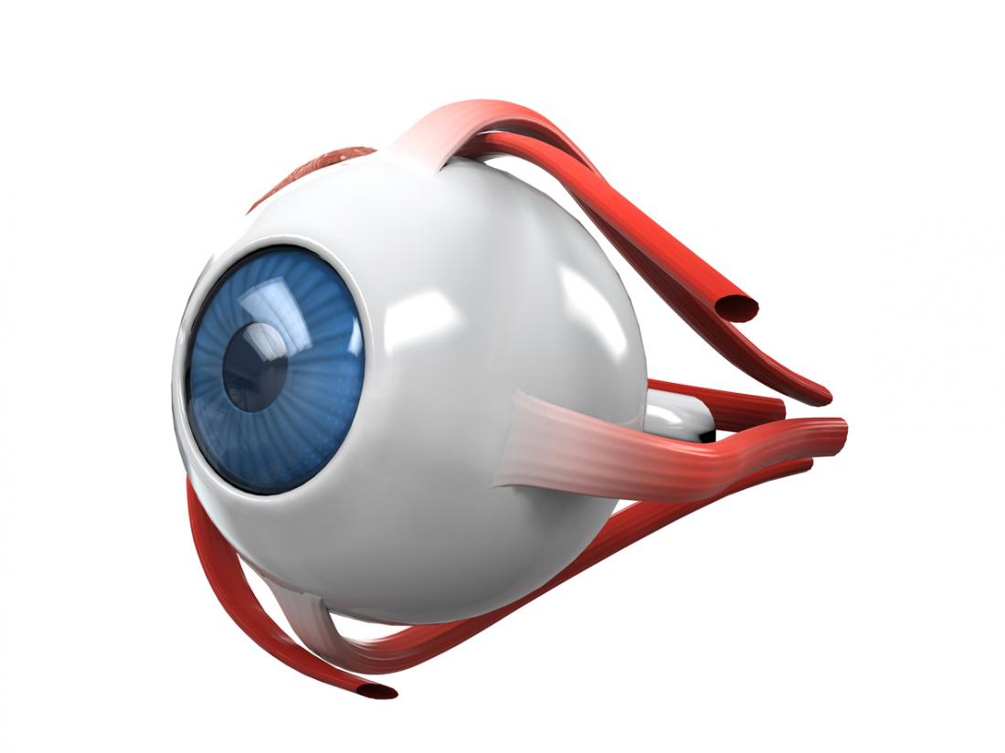Muscles of the eye