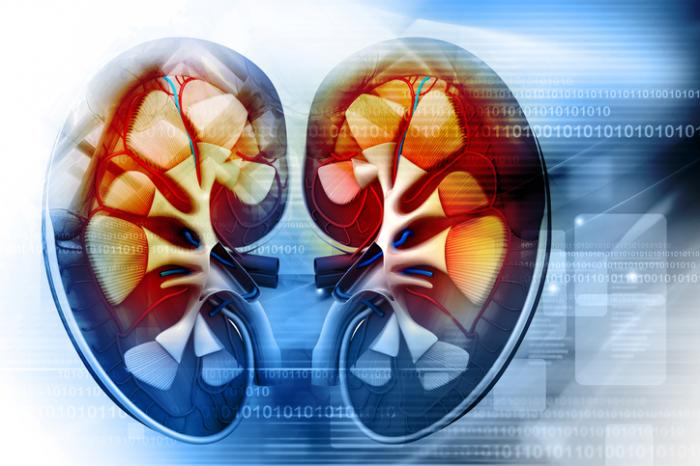 A cross-section graphic of the kidneys.