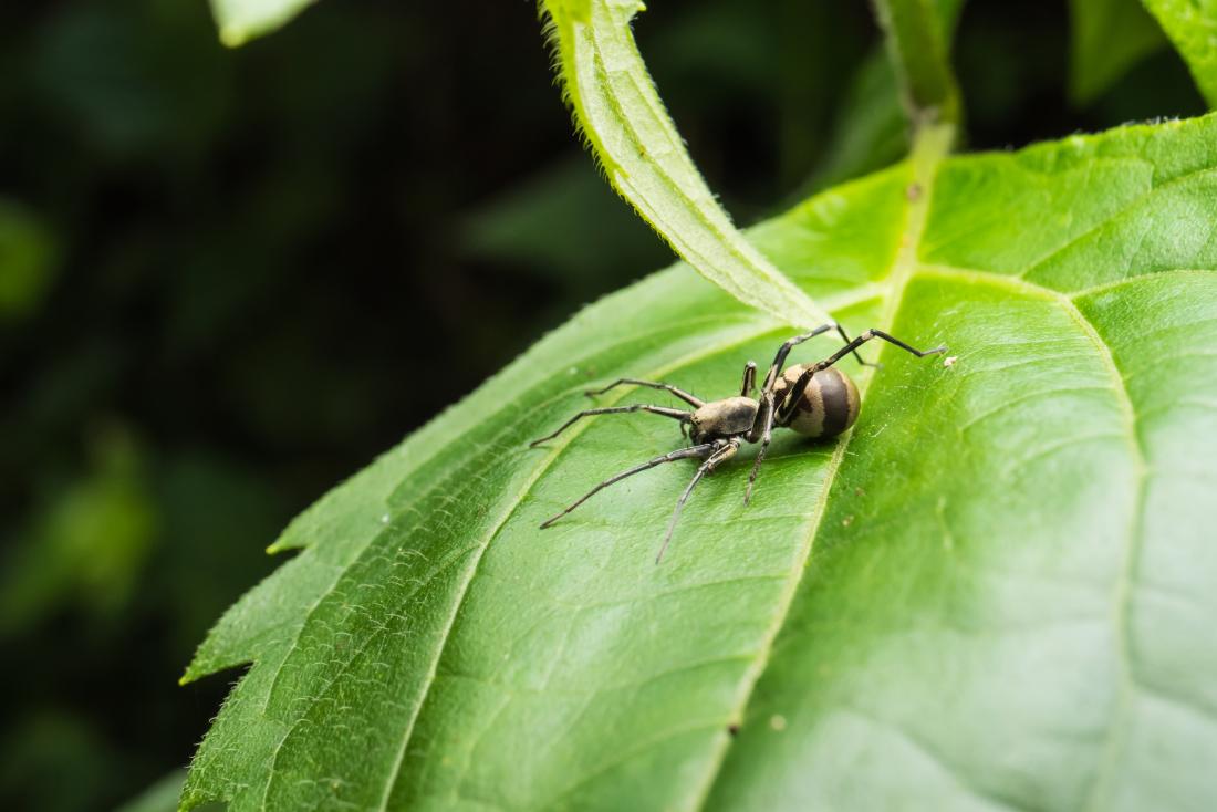 brown widow spider bite