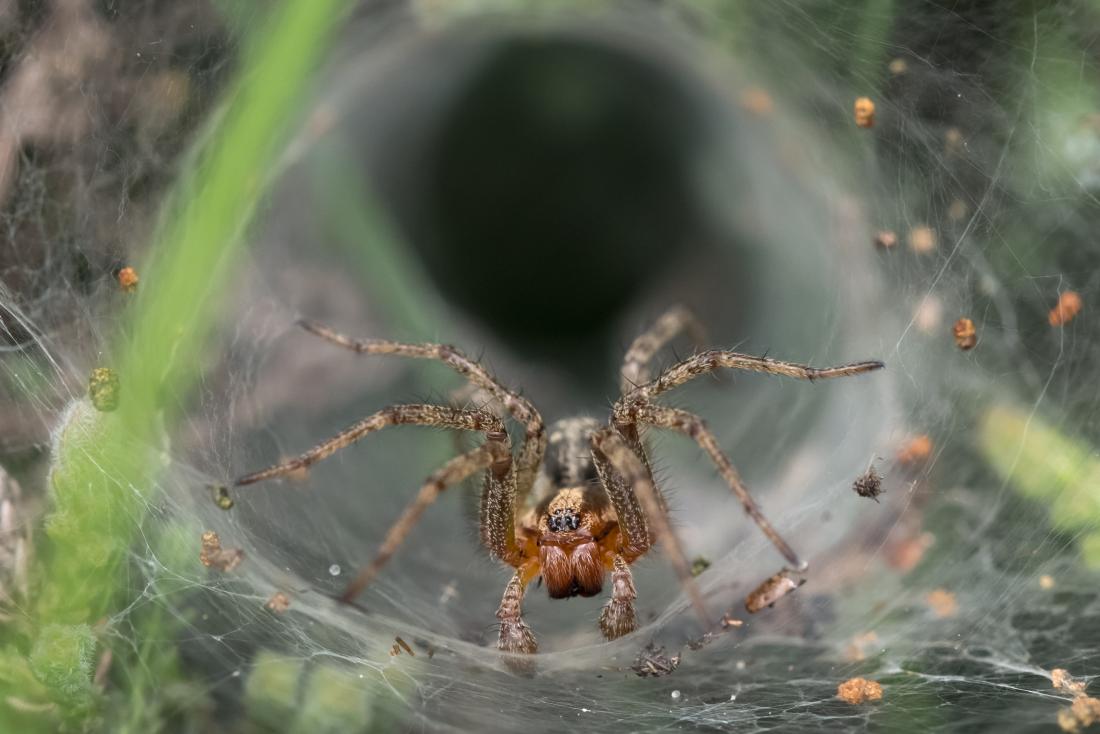 funnel-web spider bites