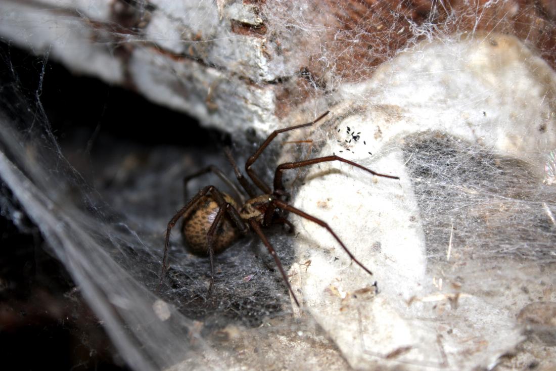 hobo spider bites
