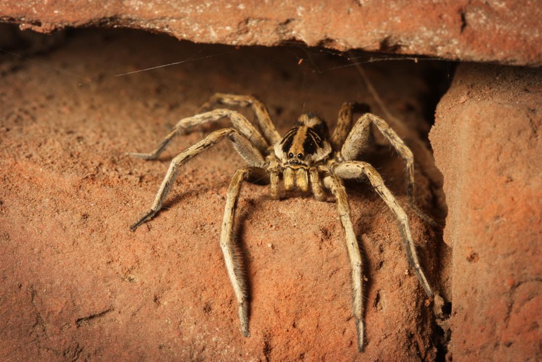 wolf spider bites