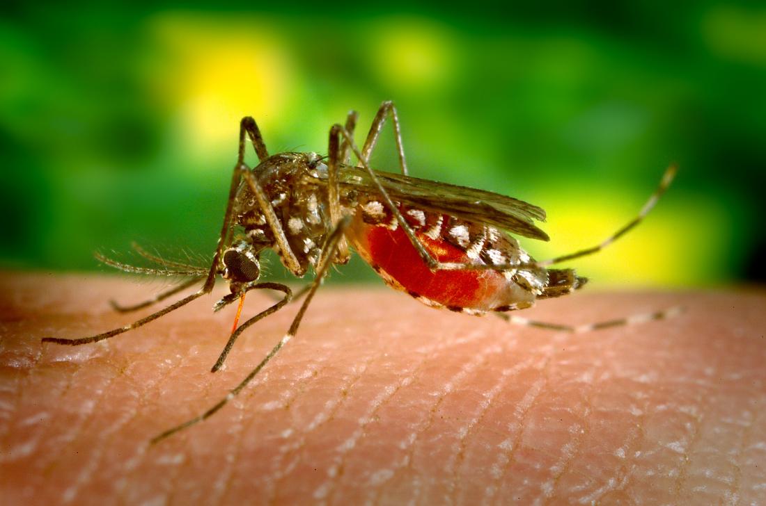 Dengue fever: Symptoms, treatment, and prevention