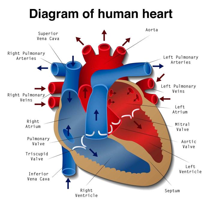 Heart Block Flow Chart