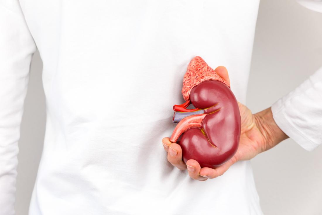 Person holding a model of a kidney against their body.