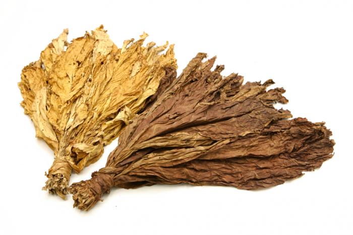 Tobacco leaves containing nicotine