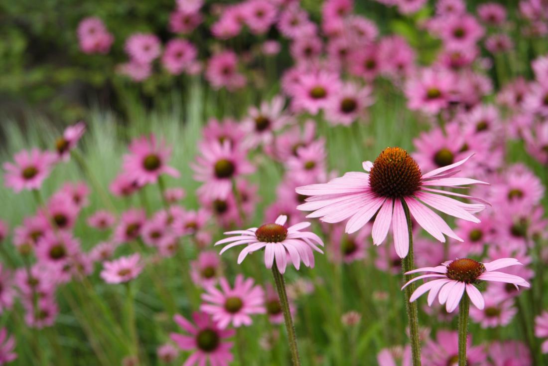 purple coneflowers in a field