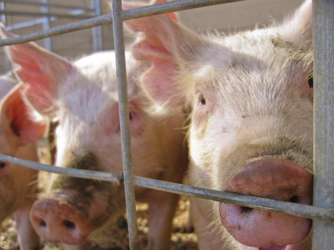 Pigs