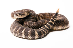Pacific rattlesnake