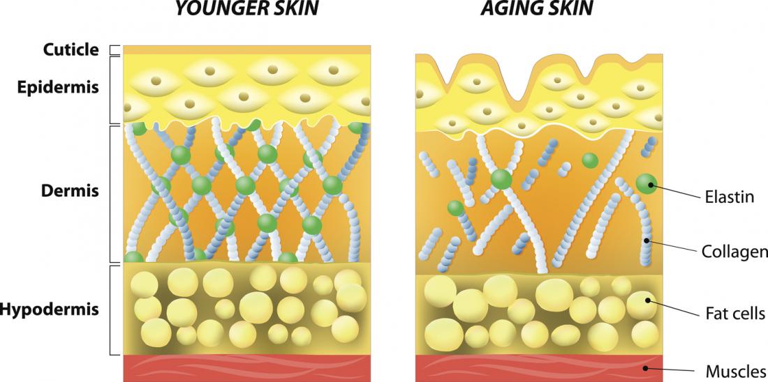 Collagen: What is it and what are its uses?