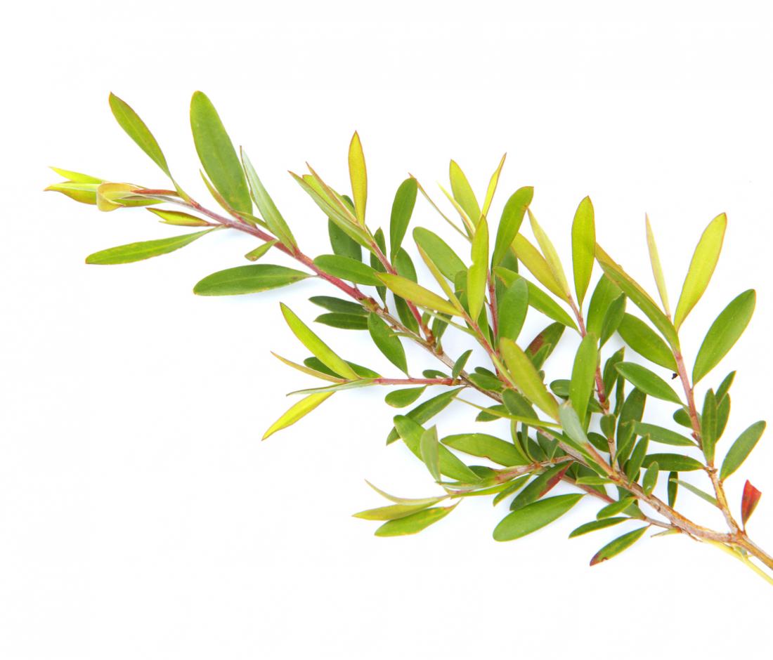 Tea tree oil: Benefits and uses