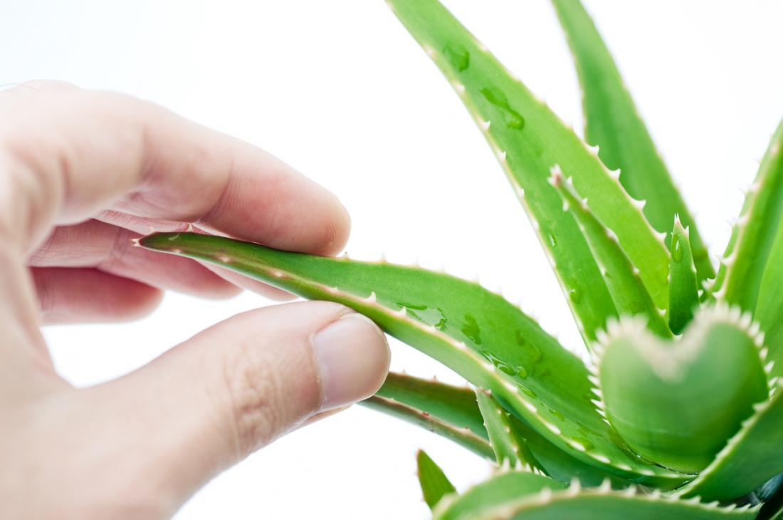Aloe vera Plant Protection