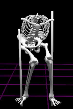 Biomechanical model