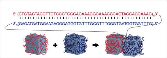 strands of DNA