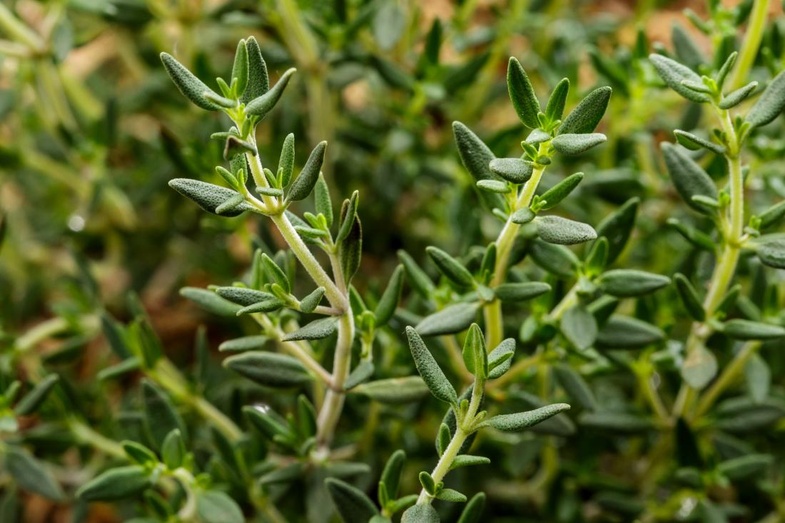 thyme benefits history and forms