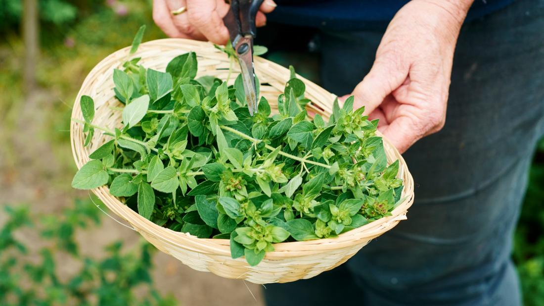a person chopping oregano that is in a basket