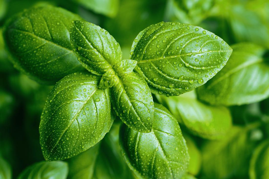 Basil: Uses, benefits and nutrition