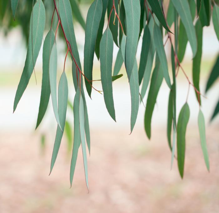 [eucalyptus leaves]