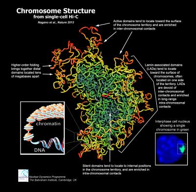 First 3d Images Of Chromosomes Dispel Familiar X Shape