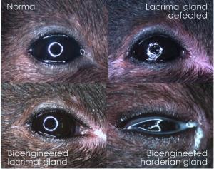 Set of 4 images of eyes