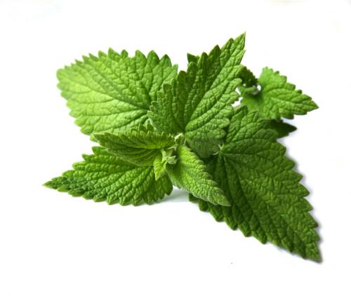 Mint