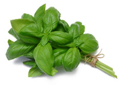 Basil leaves