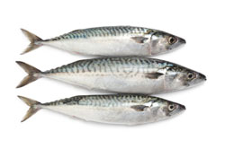 Mackerel fishes