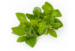 oregano