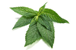 peppermint