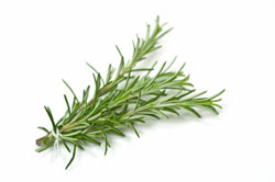 rosemary