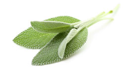 sage
