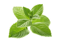 spearmint
