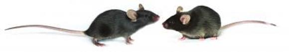 2 mice nose-to-nose: C57BL/6N substrain (left) and the founder strain C57BL/6J (right)