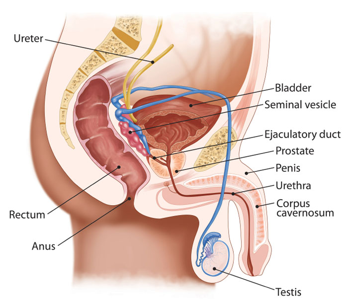 Male urinary system