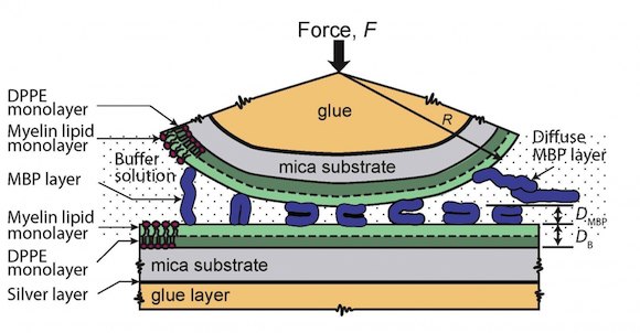Surface Forces Apparatus Diagram