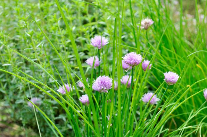 [chives are an allium ]