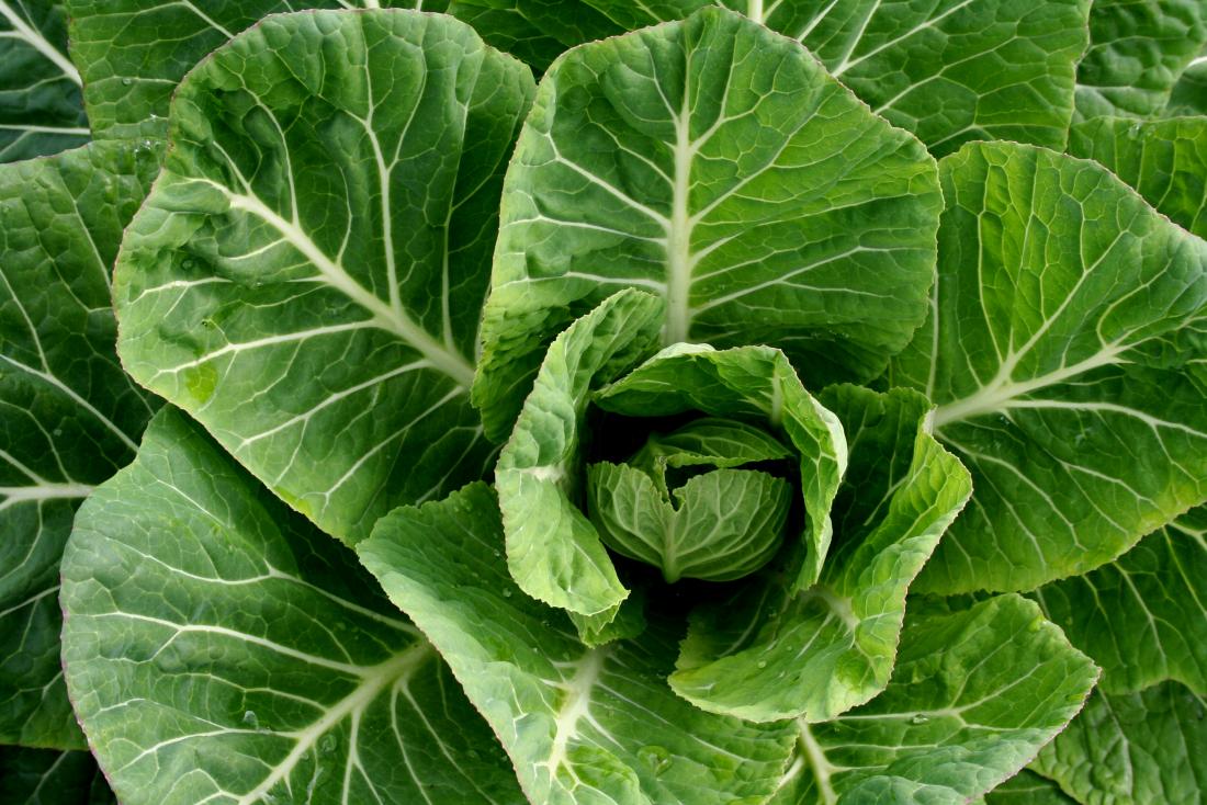 Fresh Collard Greens Bunch, Each