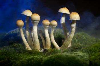 magic mushrooms