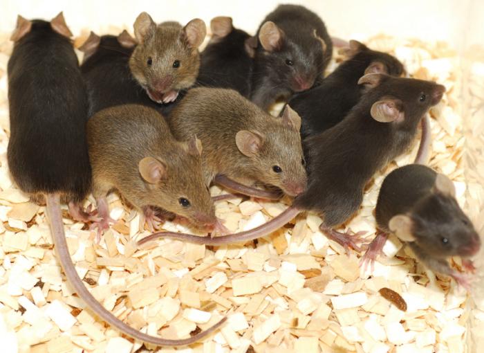 mice