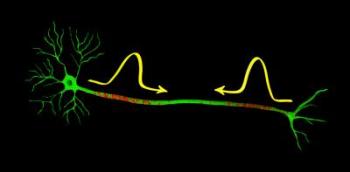 Nerve Signals