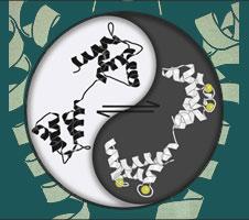 The dynamic interplay of calcium-free calmodulin and calcium-bound calmodulin controls the opening of ion channels
